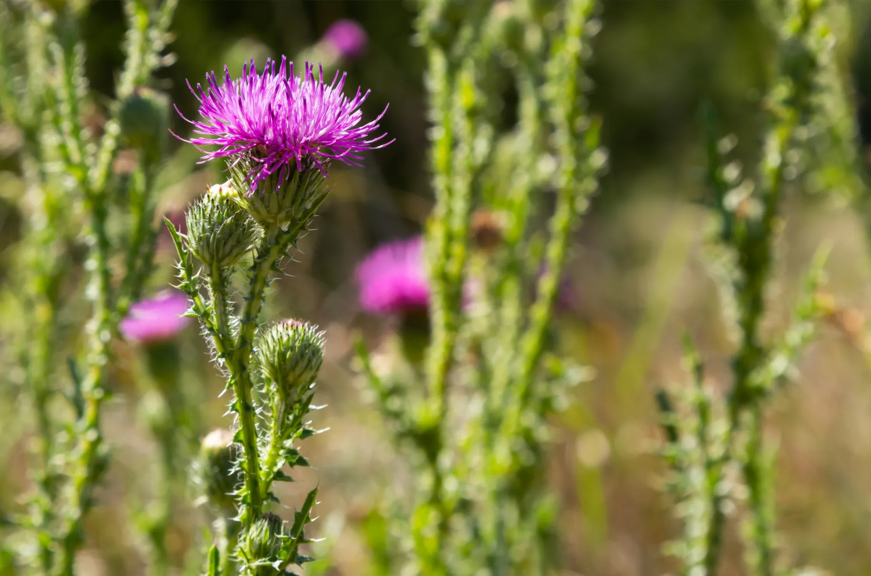 Milk thistle aids in the detoxification process by promoting liver function.