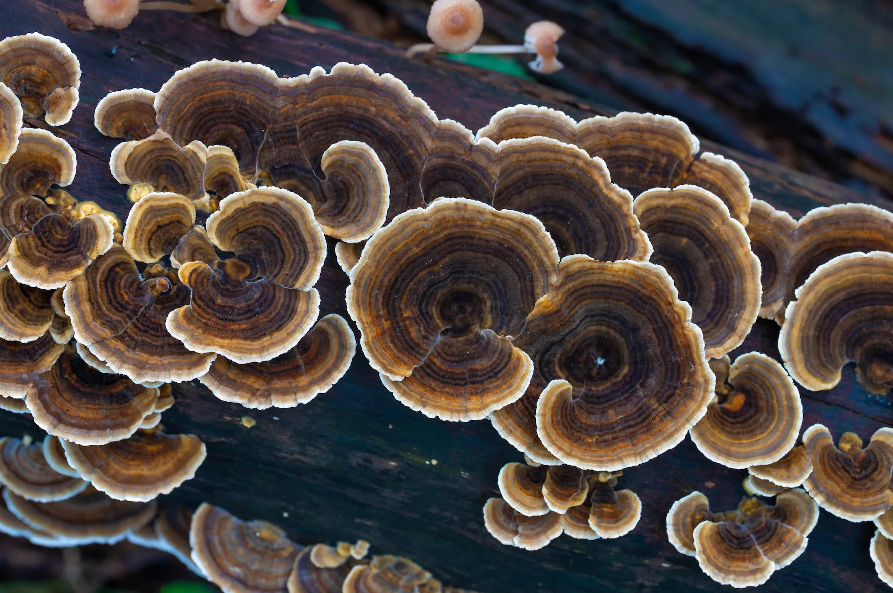 Turkey Tail mushrooms can be found in forresty areas and they grow on log stumps mostly.