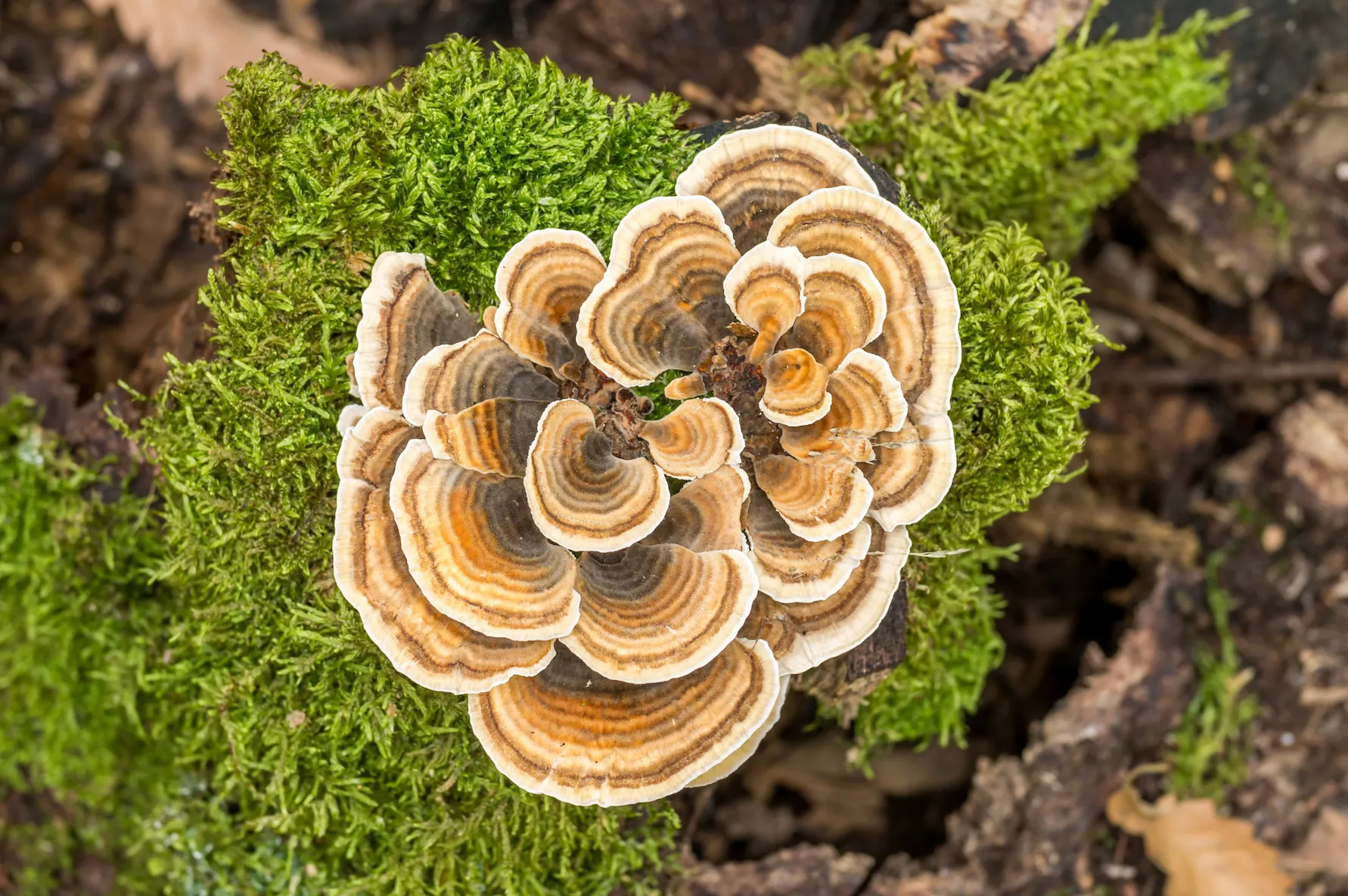 These fan-like mushrooms have an array of benefits.