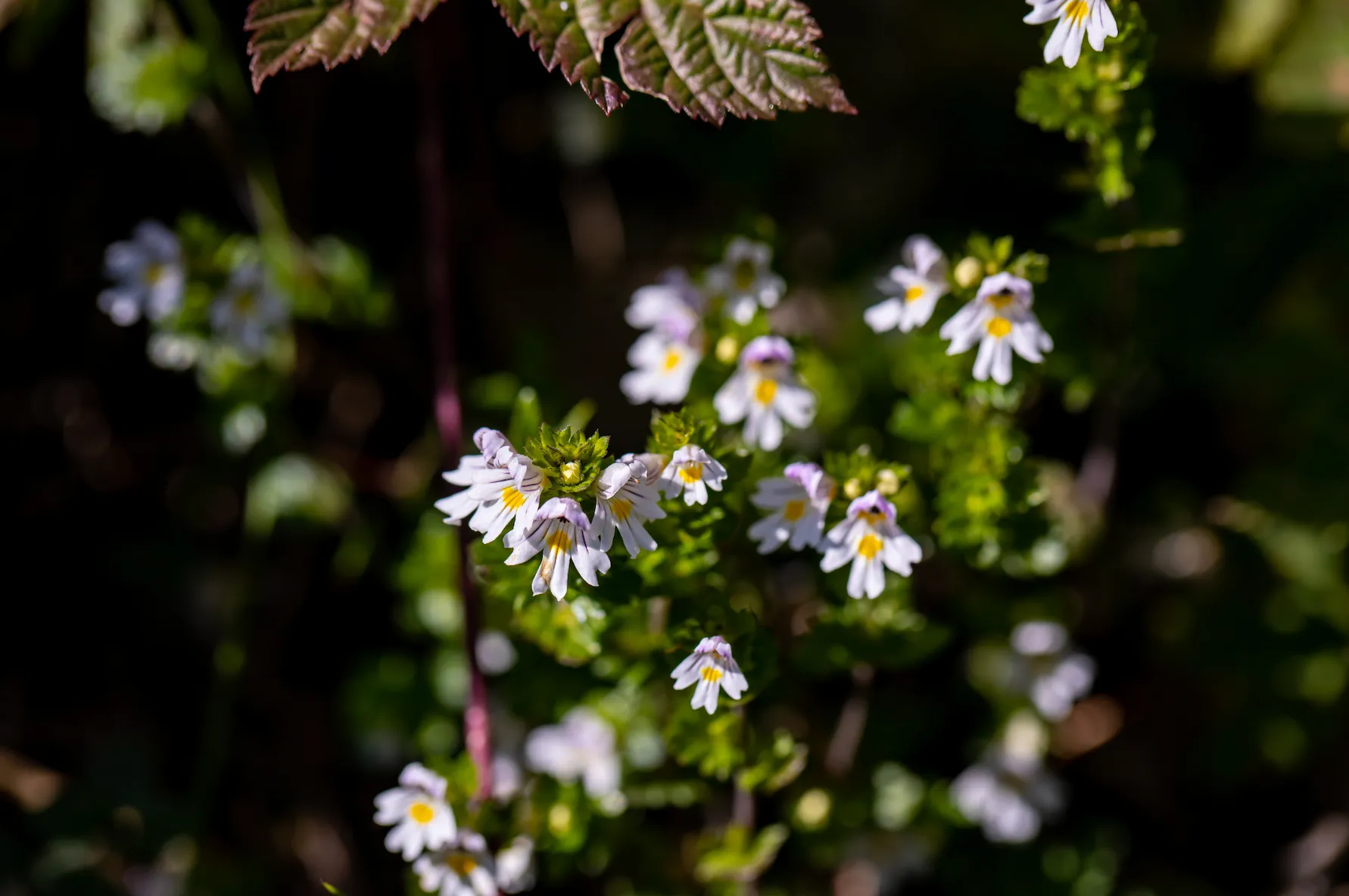 Euphrasia helps to naturally treat ocular allergies like itching and burning.