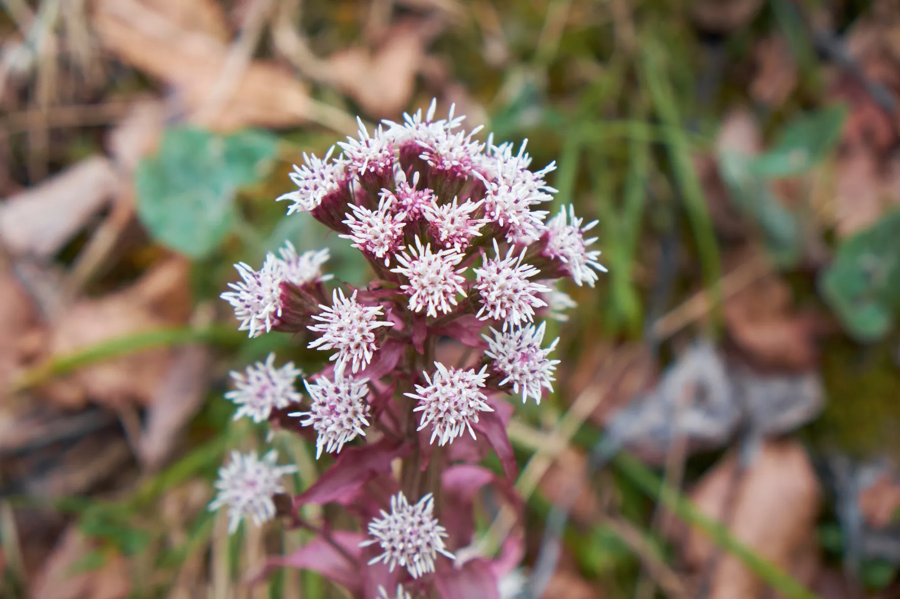 Butterbur aids in the relief of hay fever and allergic reactions by lowering nasal congestion.