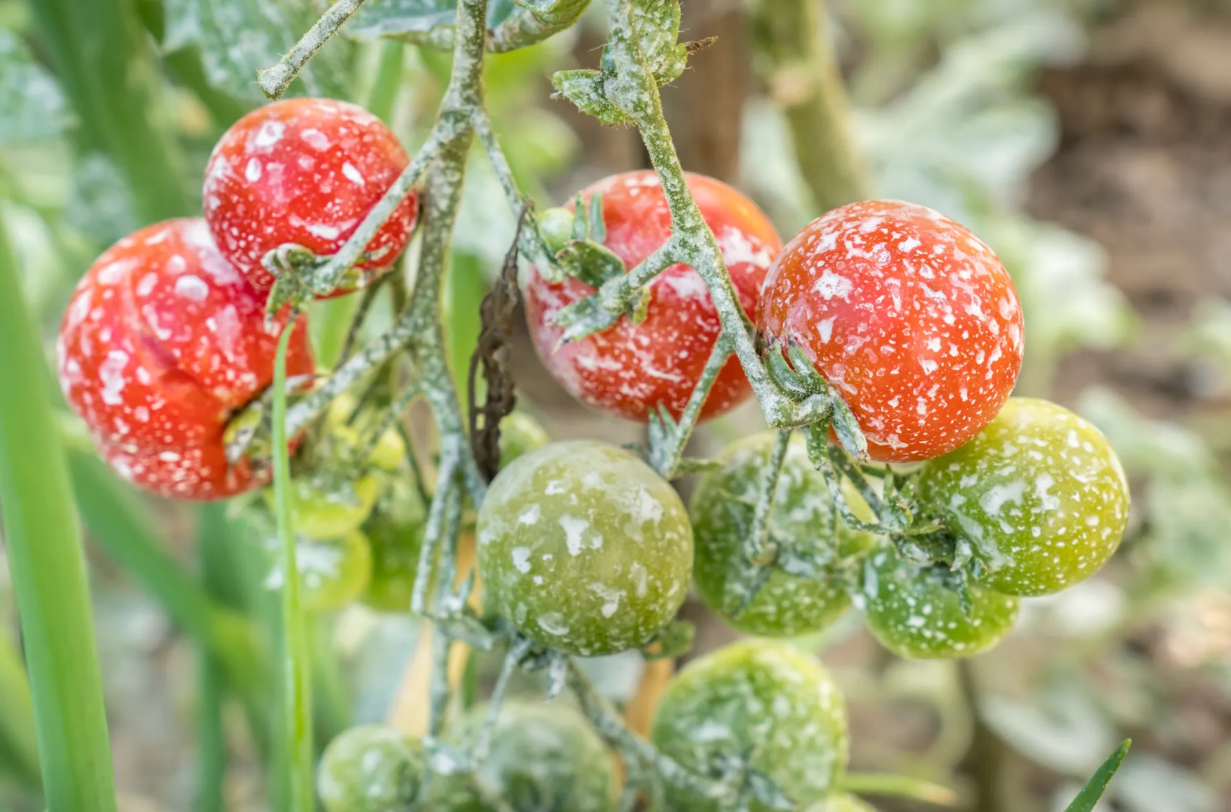 The Dirty Dozen draws attention to harmful substances and allows us to make collective decisions regarding what we ingest. 