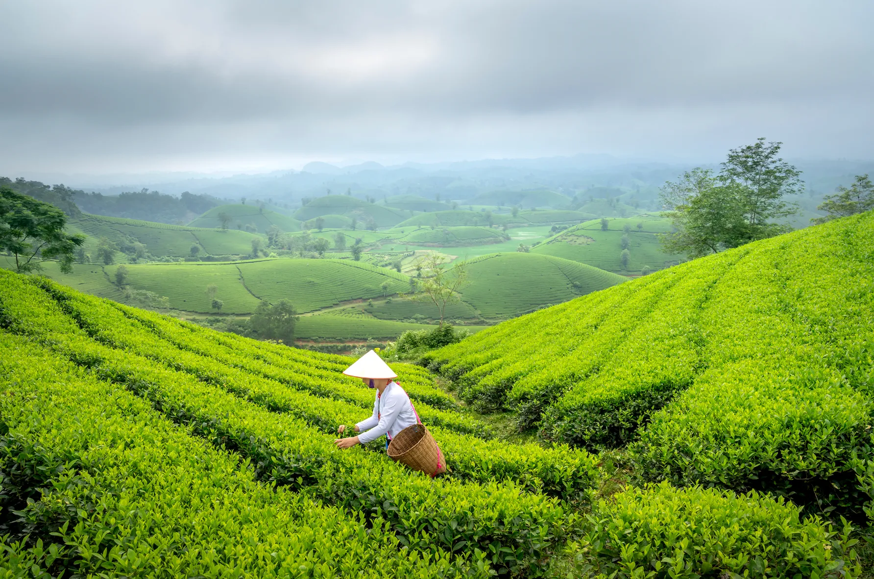 For centuries green tea has been drunk for not only for its relaxing feel but because it holds many benefits.