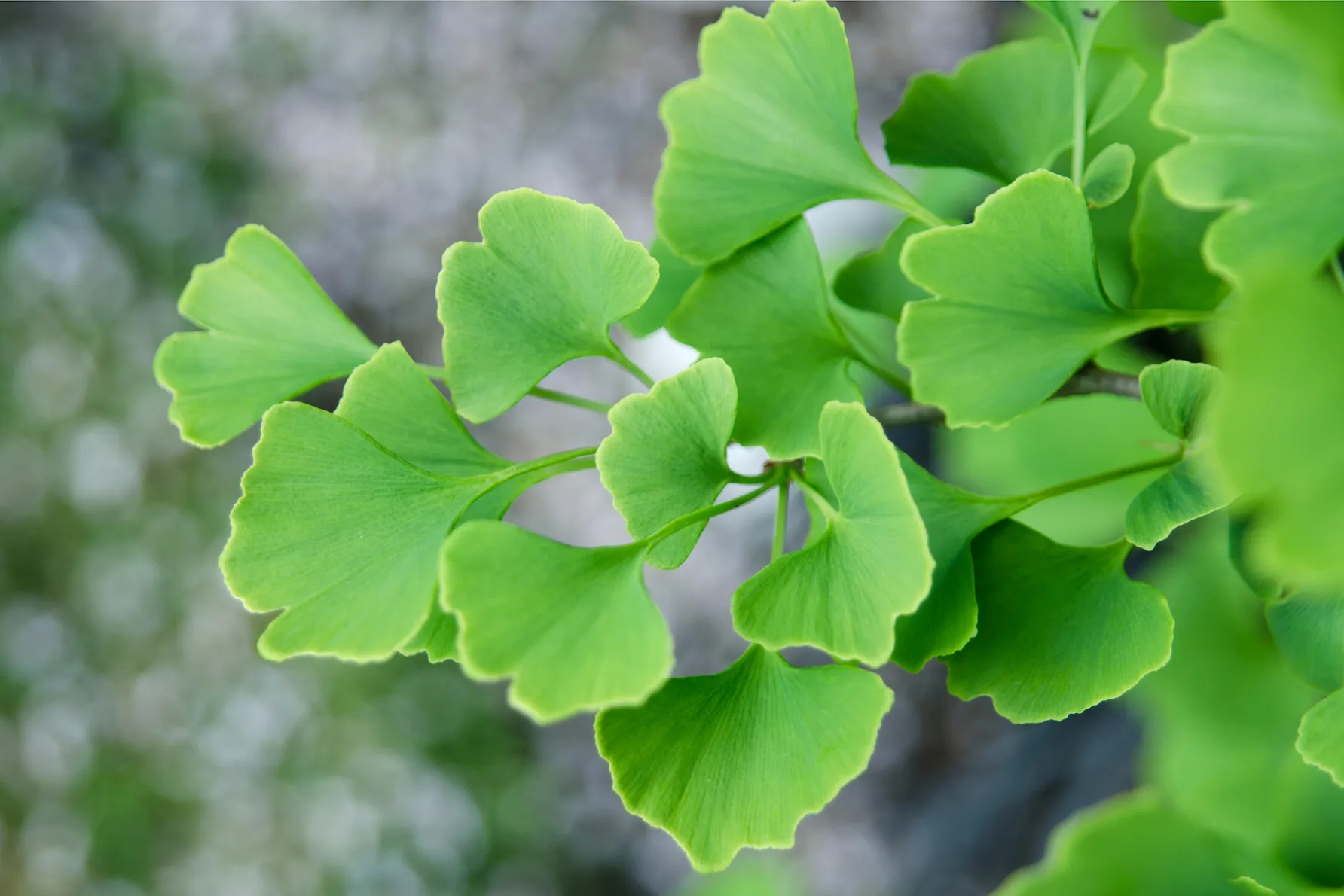 Ginkgo leaf extract is highly beneficial for those who struggle with PMS, heart health or even anxiety.